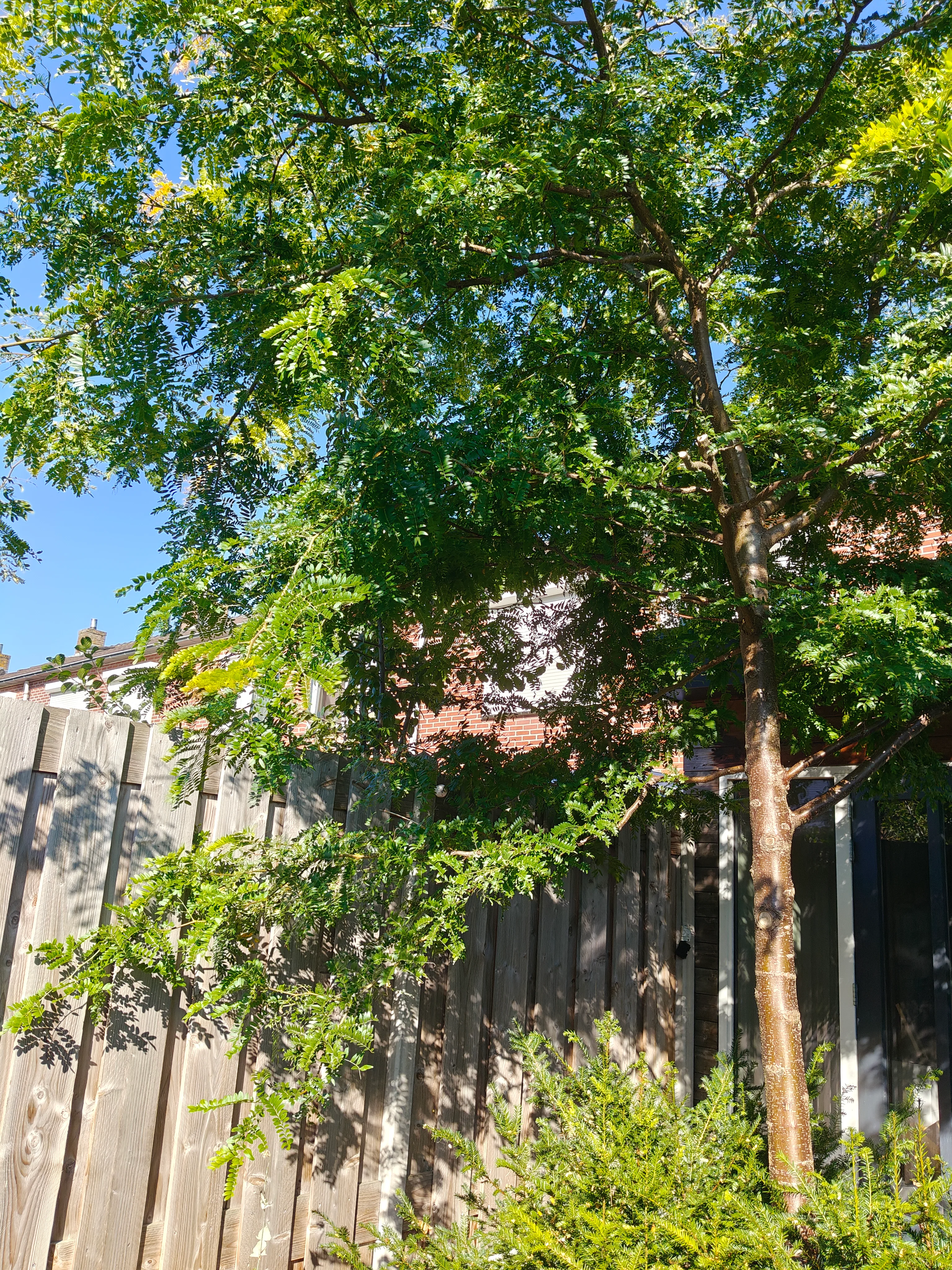 A tree in my backyard